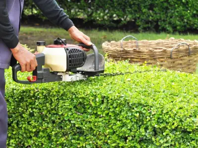 hedge trimming