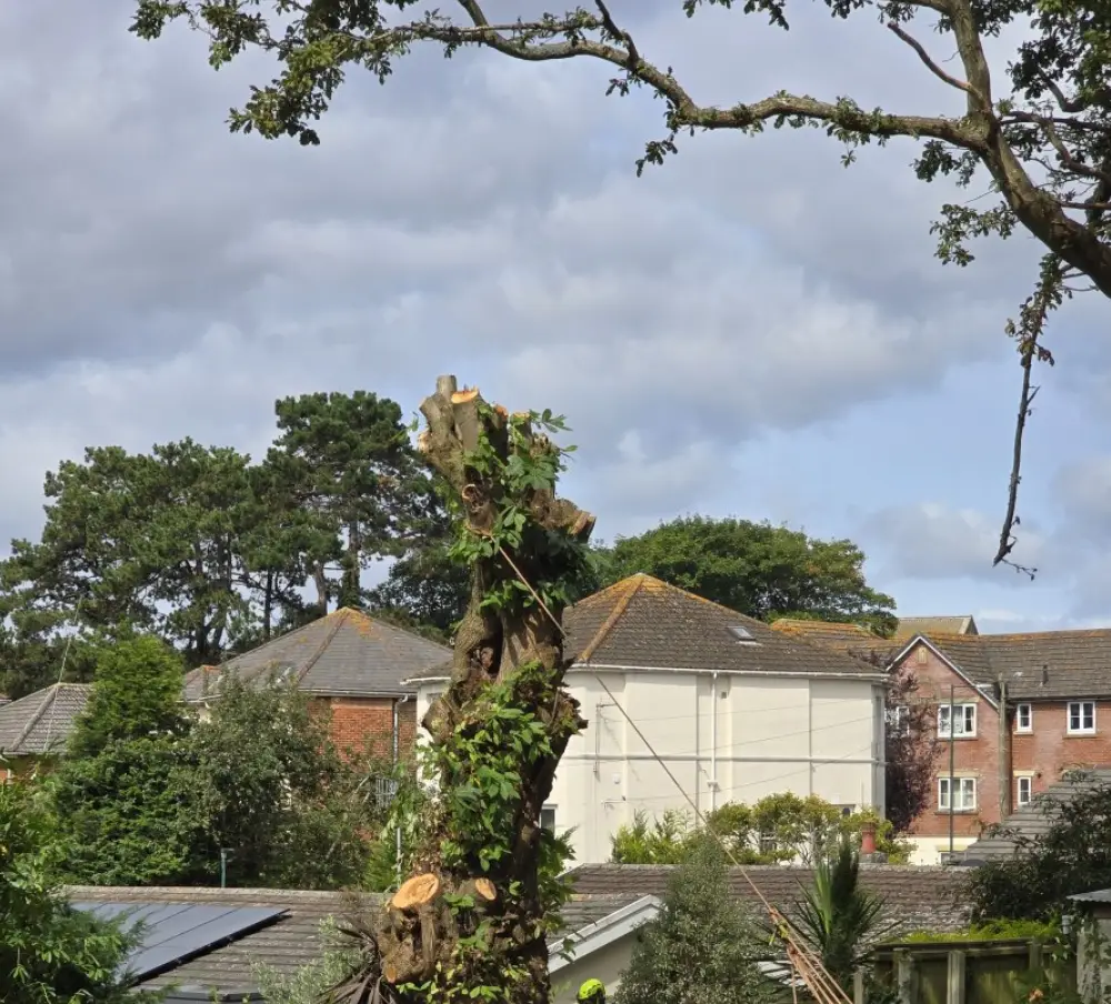 arborist service provider