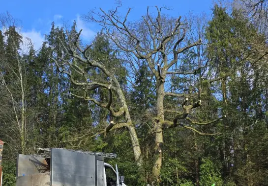 expert tree surgery services