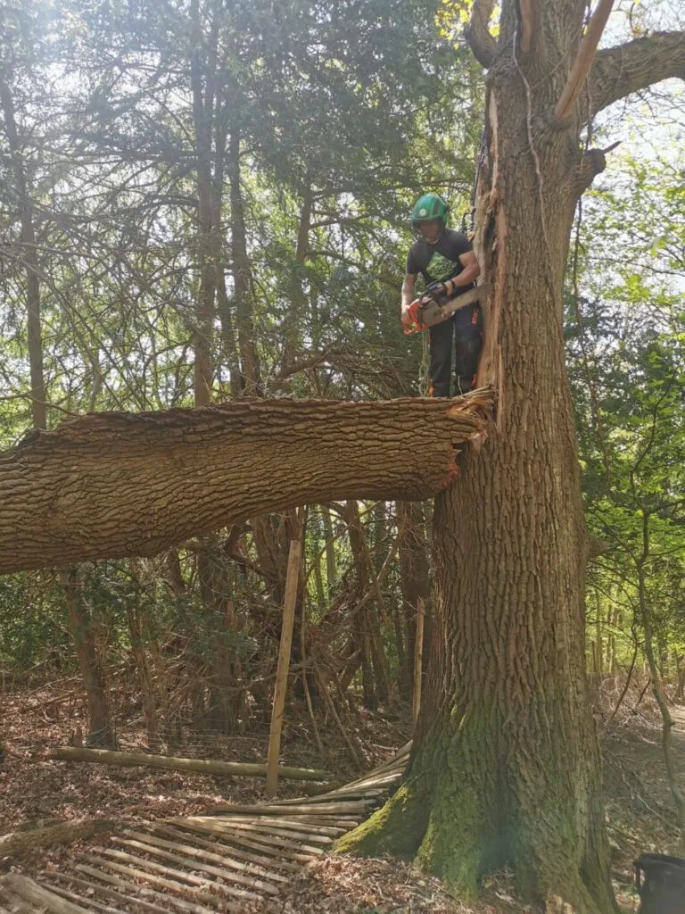 tree surgery services in Bournemouth
