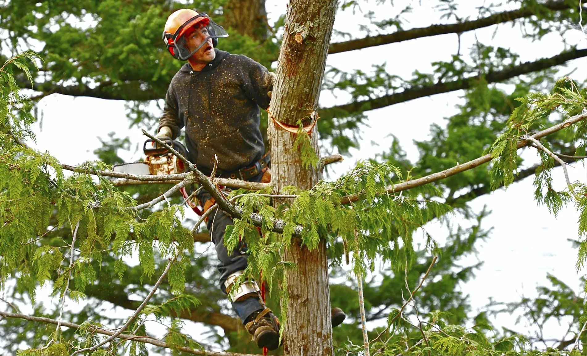 tree-surgeon