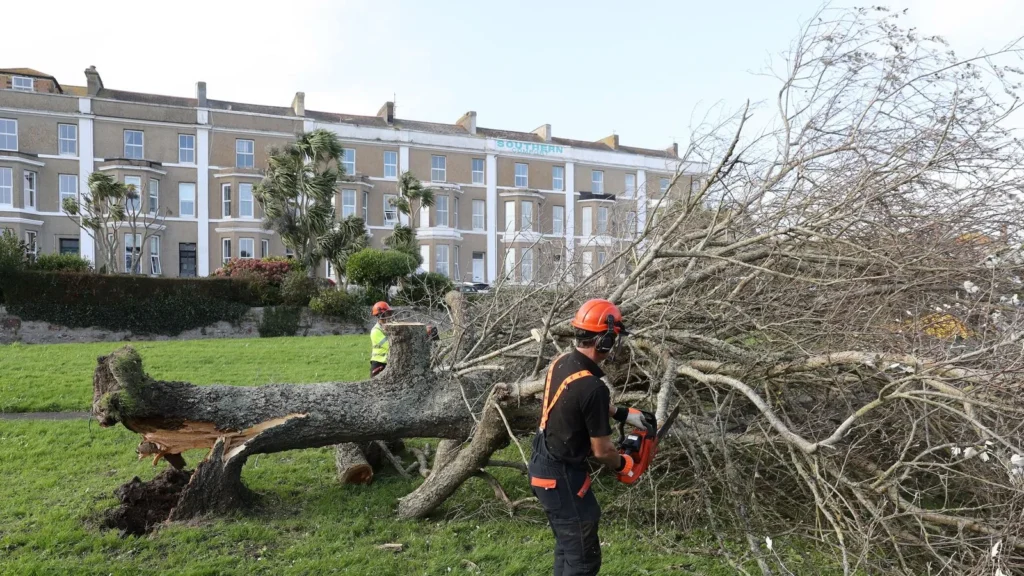 tree-surgery