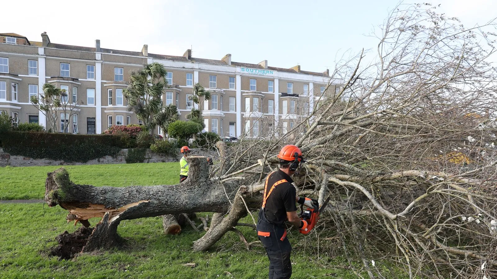 tree-surgery