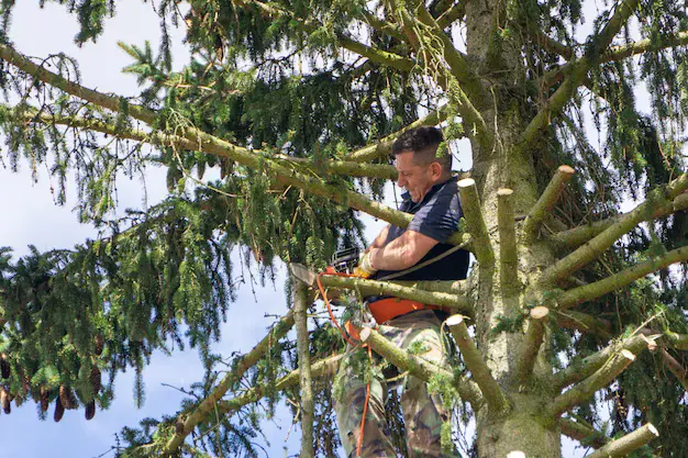 bournemouth tree surgeon