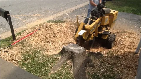 Stump Grinding Services Poole