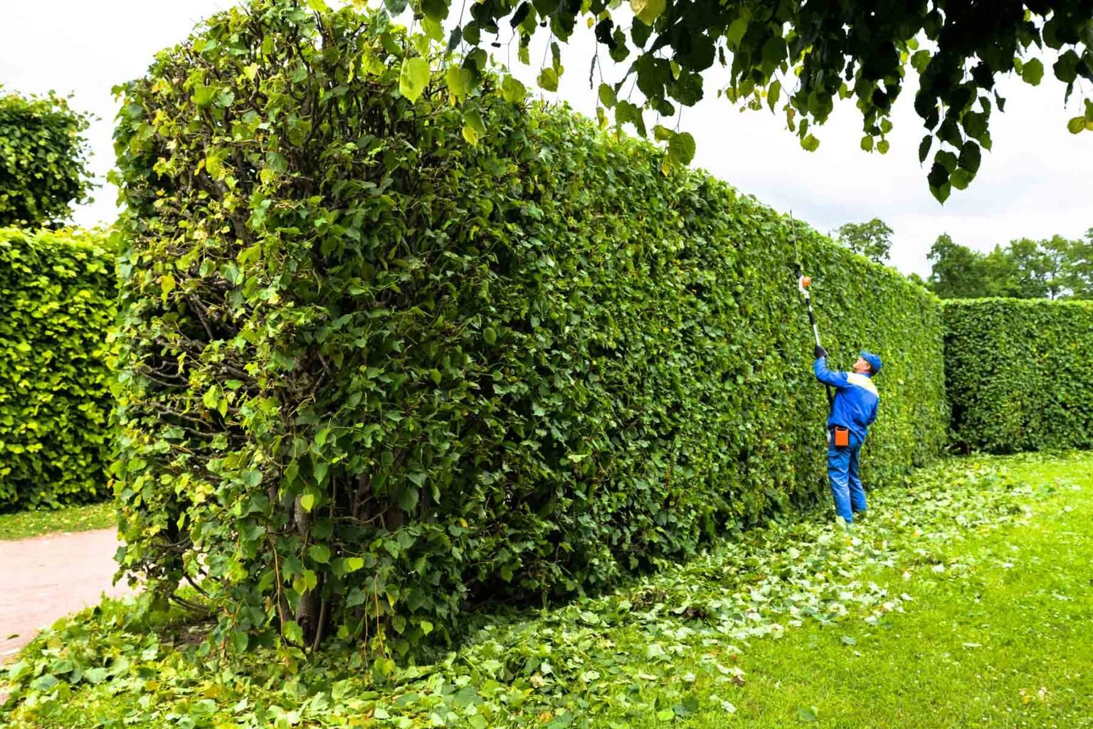 How Weather and Seasons Affect Hedge Growth | Expert Tips