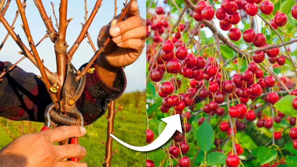 When to Prune Cherry Trees UK