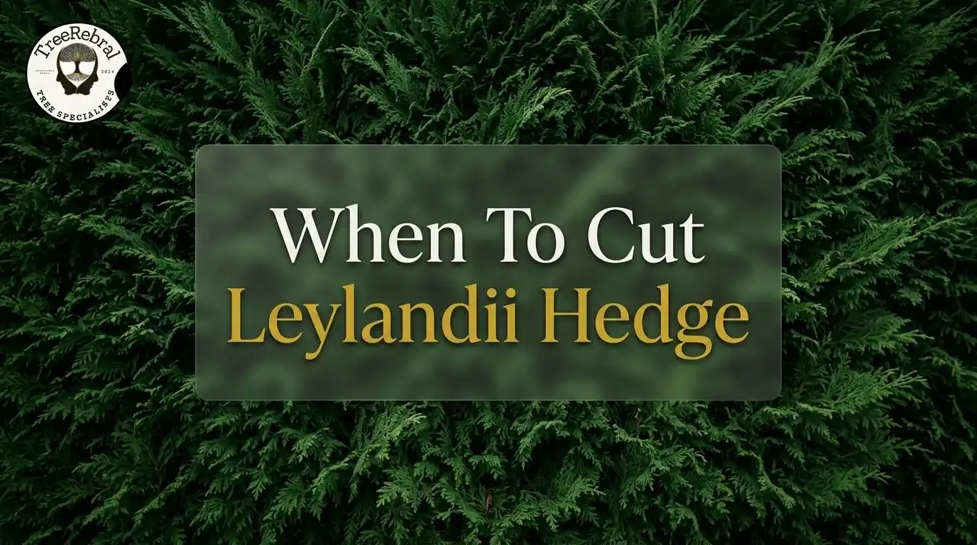 When to Cut Leylandii Hedge: UK Timing & Law | TreeRebral